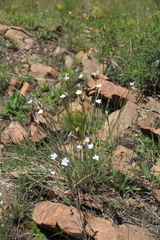 Dianthus elbrusensis