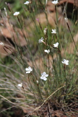 Dianthus elbrusensis