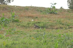 Picus sharpei