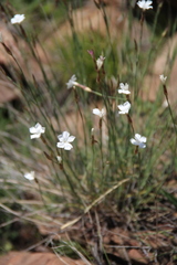 Dianthus elbrusensis
