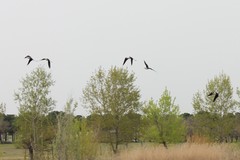 Himantopus himantopus
