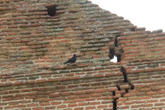Corvus monedula
