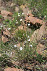Dianthus elbrusensis