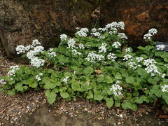 Pachyphragma macrophyllum