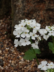 Pachyphragma macrophyllum