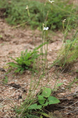 Dianthus fragrans