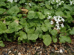 Pachyphragma macrophyllum