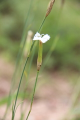 Dianthus fragrans