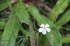 Dianthus fragrans