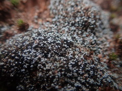 Stereocaulon condensatum