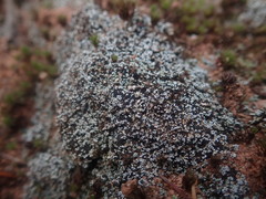 Stereocaulon condensatum