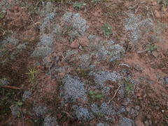 Stereocaulon condensatum