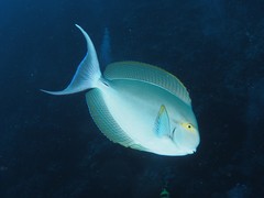 Acanthurus gahhm