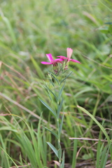 Dianthus imereticus