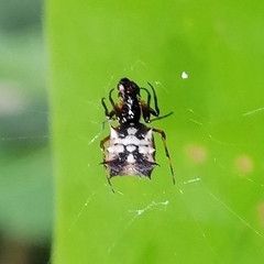 Micrathena picta