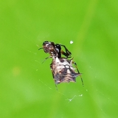 Micrathena picta