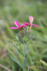 Dianthus imereticus