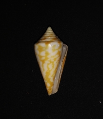 Conus scalaris