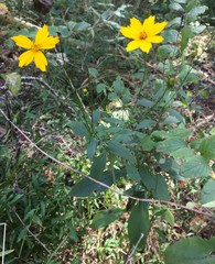 Coreopsis pubescens