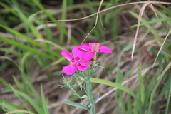 Dianthus imereticus