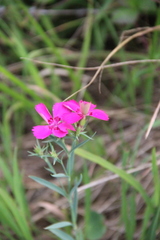 Dianthus imereticus