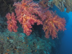 Dendronephthya hemprichi