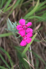 Dianthus imereticus