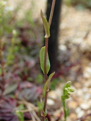 Arabis procurrens