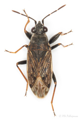 Peritrechus geniculatus