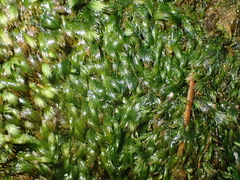 Fissidens ovatus