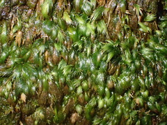 Fissidens ovatus