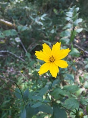 Coreopsis pubescens