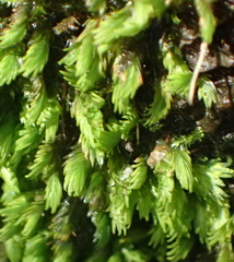 Fissidens ovatus