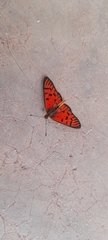 Acraea atolmis