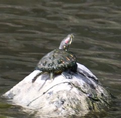 Trachemys scripta elegans