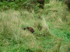 Gallirallus australis
