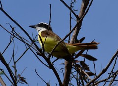 Pitangus sulphuratus