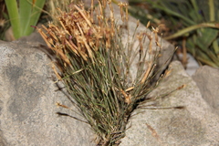 Dianthus orientalis
