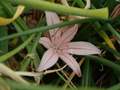 Asphodelus acaulis