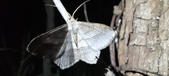 Chiasmia kilimanjarensis