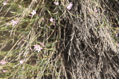 Dianthus orientalis