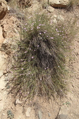 Dianthus orientalis