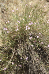 Dianthus orientalis