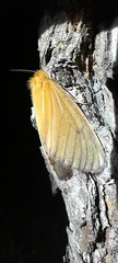 Cropera phlebitis
