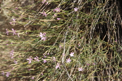 Dianthus orientalis