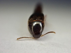 Sepedophilus pedicularius