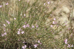 Dianthus orientalis