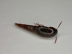 Sepedophilus pedicularius