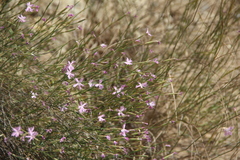 Dianthus orientalis