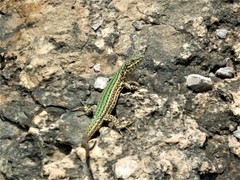 Podarcis pityusensis